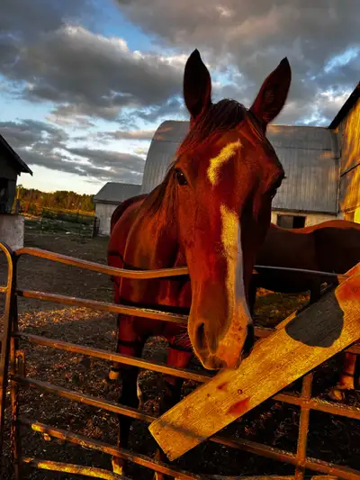 Looking for a super reliable and trustworthy horse? Meet Wes Gelding, roughly 16 hands. 8years old S...