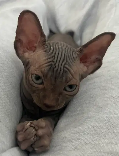 Sphynx Kittens Looking for Their Forever Homes Our sweet kittens were born April 18th and are growin...