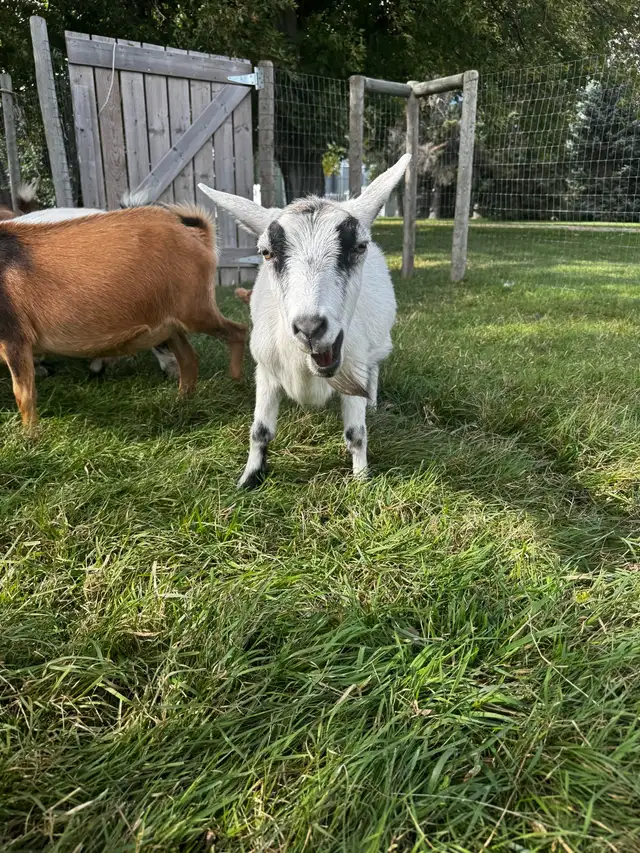 Proven Polled Nigerian Dwarf Doe | Livestock | Winnipeg | Free local ...