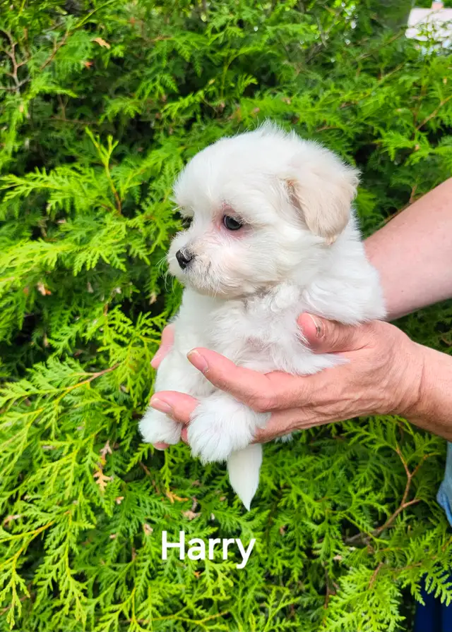 MÂLE MALTIPOO: 5 lb adultes in Dogs & Puppies for Rehoming in City of Montréal - Image 7