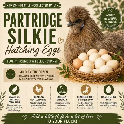 Partridge Silkie Hatching Egg Available, View more