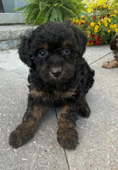 Mini Cavapoo F1B puppies ❤️❤️, View more