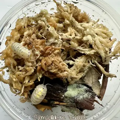 Magic Potion Isopods (Armadillidium vulgare), View more