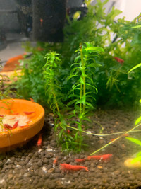 Elodea Anacharis (water weed)- Aquarium 5 stems plant