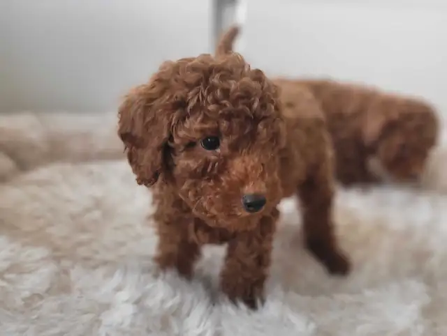 Dark Red miniature poodle puppies ready for rehome in Dogs & Puppies for Rehoming in City of Toronto - Image 7