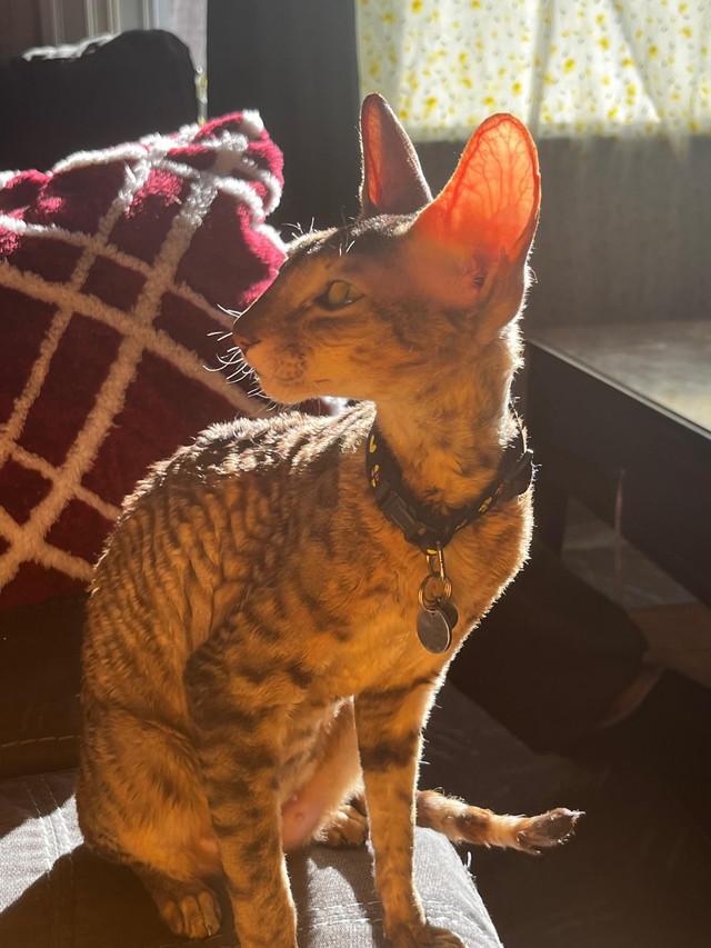 Cornish Rex Kittens in Cats & Kittens for Rehoming in North Bay - Image 2