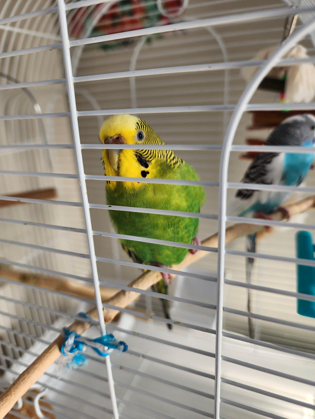 1 budgie with cage in Birds for Rehoming in Calgary - Image 4