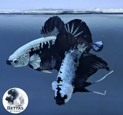 Shipping Canada Wide Bred and raised in Canadian waters. Plakats & Halfmoons available Find us on Fa...