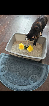 Never have to clean or buy cat. Litter again 