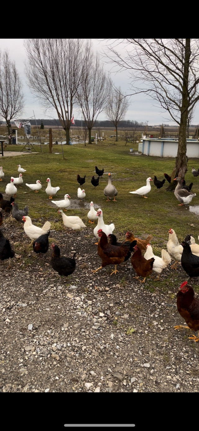 Chicken & ducks for sale in Livestock in La Ronge - Image 2