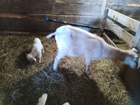 Boer cross goat pair for sale