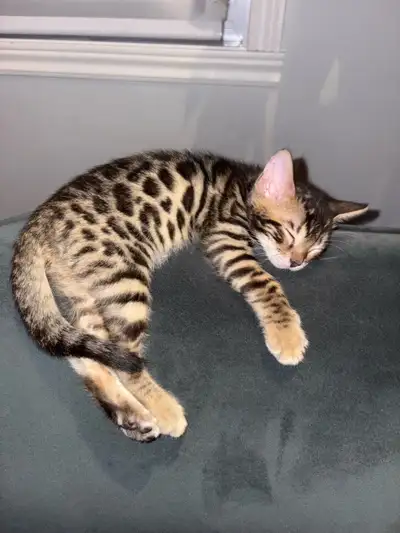 Découvrez le monde enchanteur des chatons Bengals ! Ces adorables chatons enjoués sont prêts à trouv...