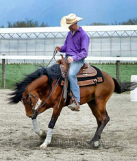 Reining Trained Arabian Stallion