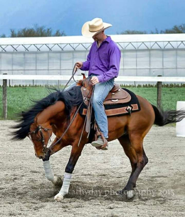 Reining Trained Arabian Stallion in Horses & Ponies for Rehoming in Edmonton