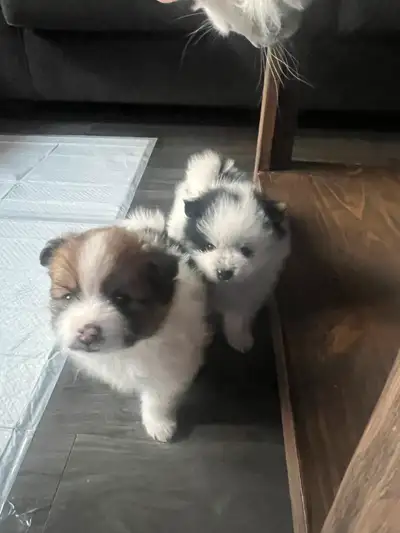 ***ONLY TWO MALE PUPPIES LEFT TO REHOME*** Pomeranian puppies for rehoming. The puppies were born Ma...