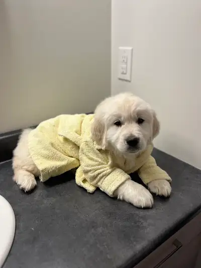 CKC English Golden Retriever Puppies, View more