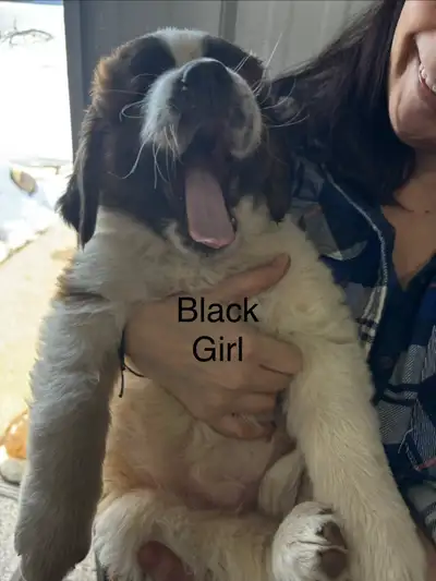 St Bernard puppies, View more