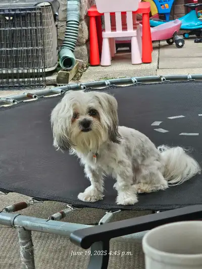 Shih Tzu dog, View more