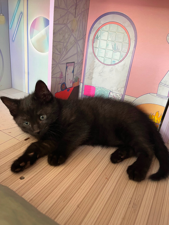 Kitten dans Chats et chatons à adopter  à Fredericton - Image 4