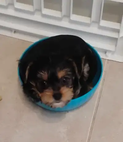 Adorable little Yorkie pup's, View more