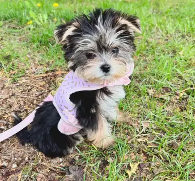 HIGH QUALITY MORKIE PUPPIES, View more