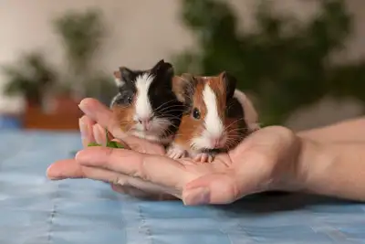 Seeking 2 female Guinea Pigs!, View more