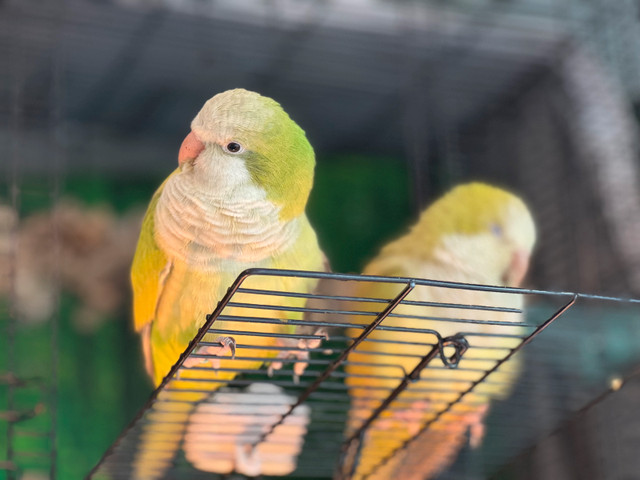 Bird adoption and Sanctuary  in Birds for Rehoming in Oakville / Halton Region - Image 2