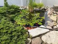Outdoor Pond & Fish