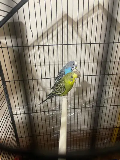 They are very lovely male and female they love to play and sing a lot, i just got them from pet smar...