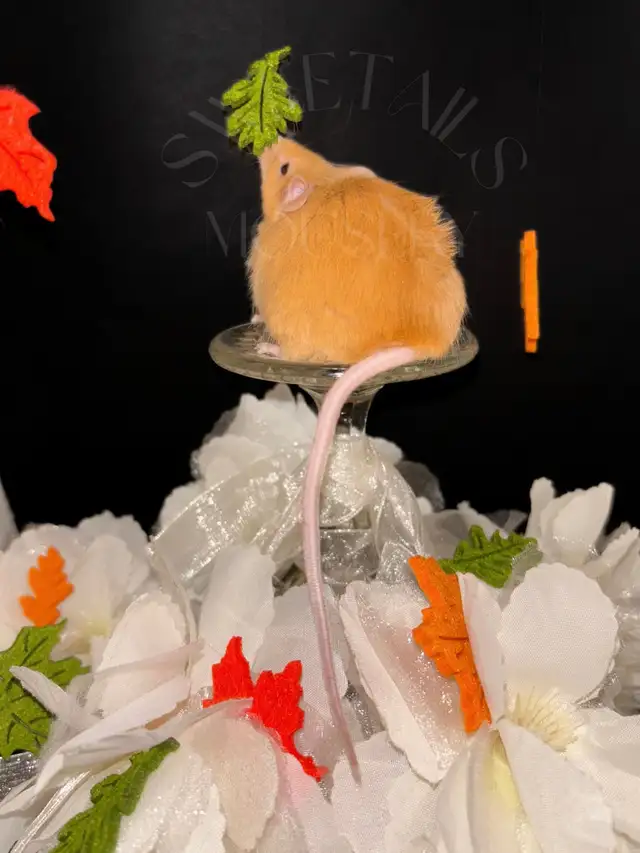 fancy mice in Small Animals for Rehoming in Ottawa - Image 6
