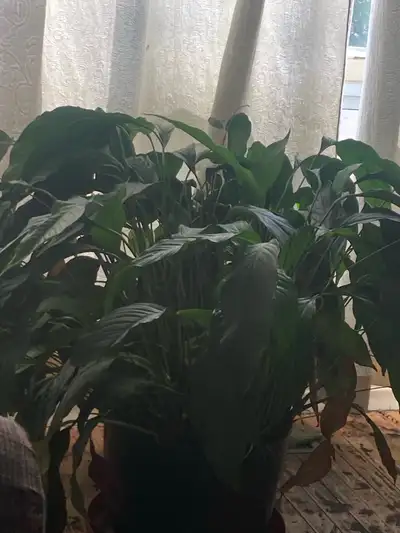 massive Peace Lily 40” tall, View more