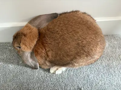 mini lop bunny, View more