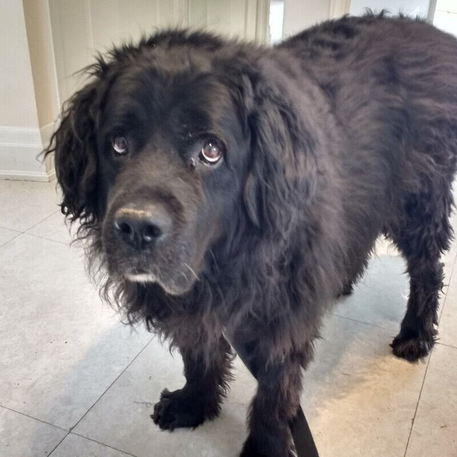 DOG WALKER - King City & Richmond Hill - Furry Friends Company in Animal & Pet Services in Markham / York Region - Image 2