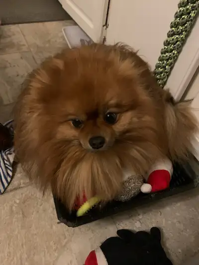 purebred Poms, View more