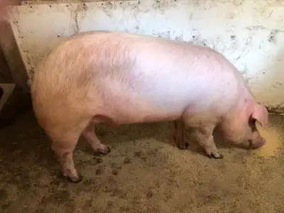 Duroc Cross boar. , View more