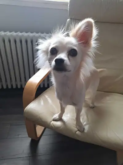 REHOME: Chihuahua X Adult Male, View more