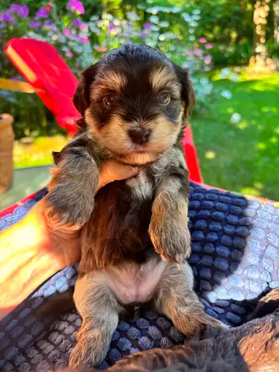 Gorgeous Chocolate Havanese puppies available!, View more