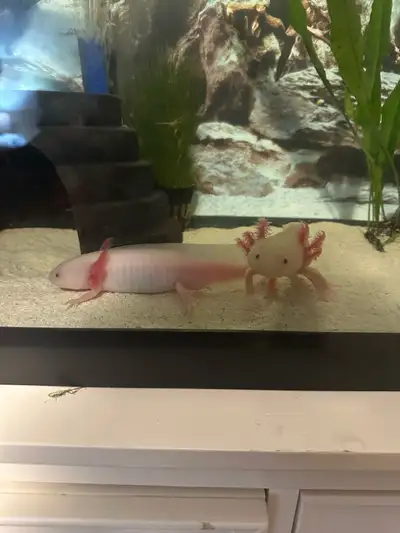 3 axolotls for sale. 2 three year olds, one glow, and the other is leucistic and one juvenile which...
