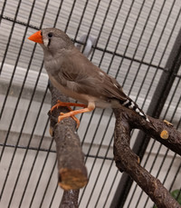 Lovely Zebra Finch Couple and Cage