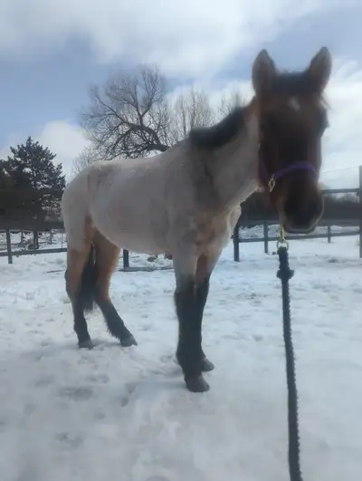 Red roan filly, View more