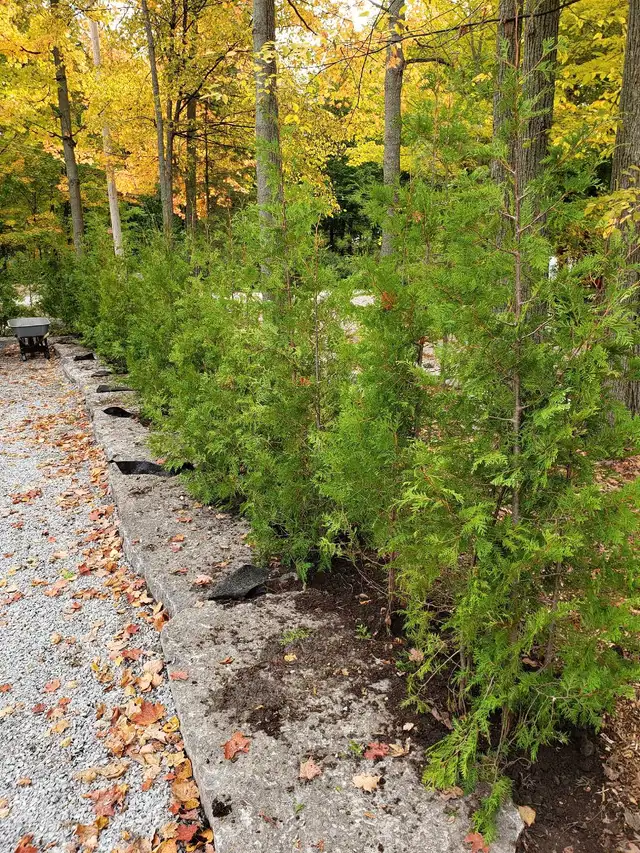 Cedar Trees  in Plants, Fertilizer & Soil in Belleville - Image 8
