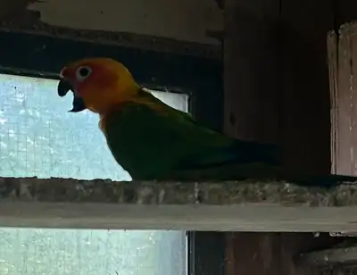 Conure mix, View more