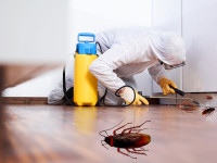 Pest control starting $99 with Guarantee II All pest solution