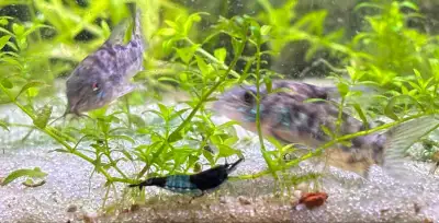 Carbon Rilli Neocardina Ph 7.4 temp 78F Easy to care for