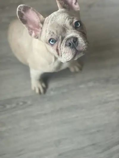 femelle bulldog français, View more