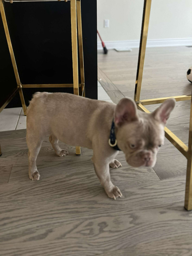 1 high quality mini French bulldog for sale  in Dogs & Puppies for Rehoming in City of Toronto - Image 2