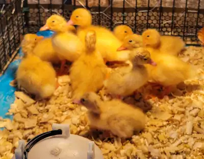 Pure bred Pekin Ducklings, View more