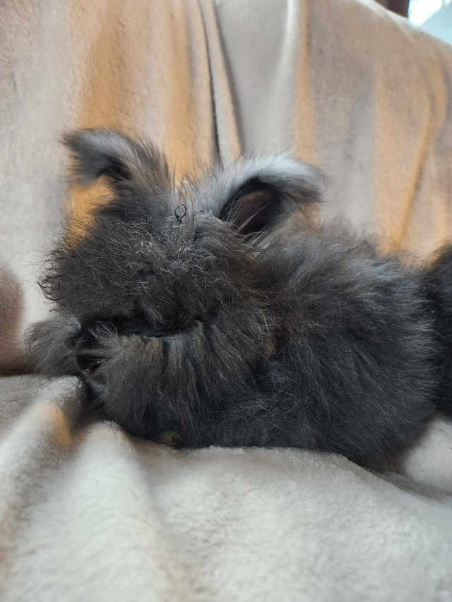English Angora Rabbits in Small Animals for Rehoming in Gatineau - Image 3