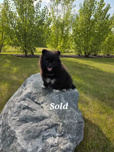 Pomeranian puppy, View more