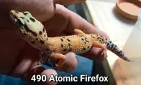 Atomic Firefox Leopard Gecko 